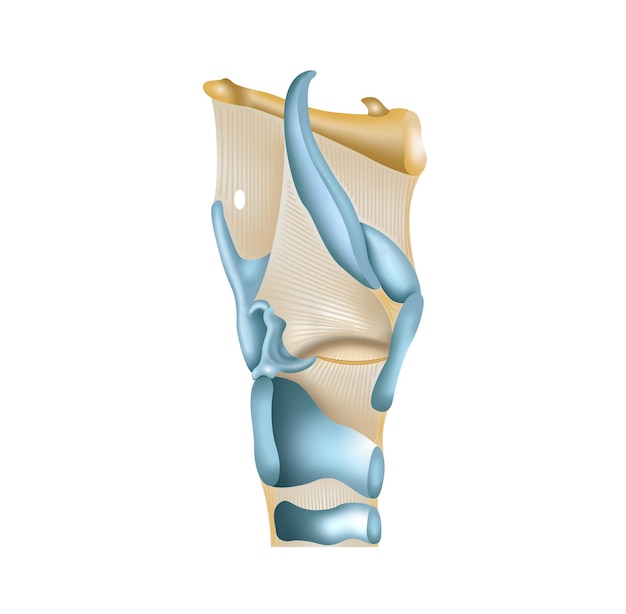 Vecteur larynx en vue latérale