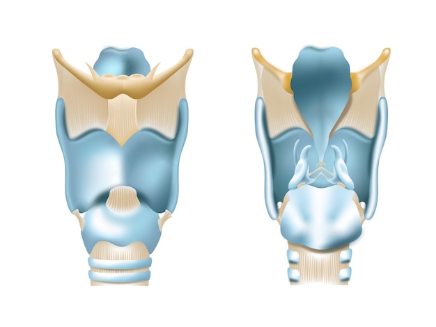 Vecteur larynx