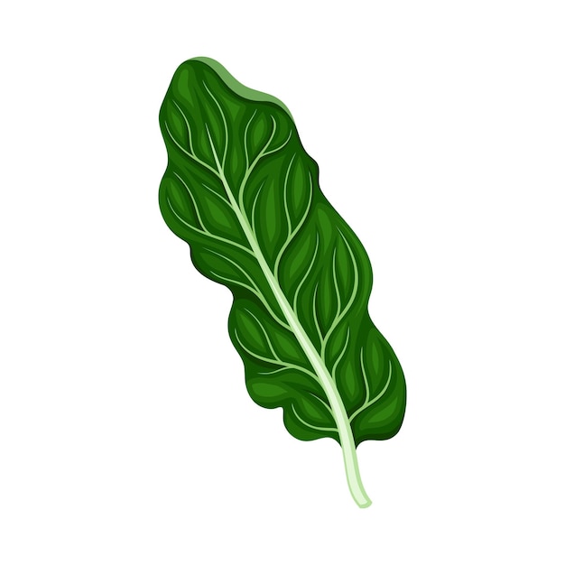 Vecteur leaf vegetable or salad greens as plant with edible leaves vector illustration