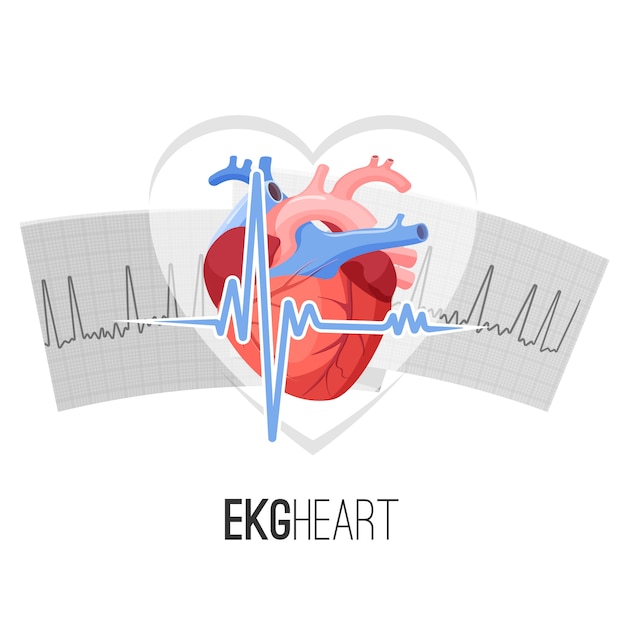 Lectures Ecg Sur Le Papier Et Emblème Promotionnel Du Cœur Humain.