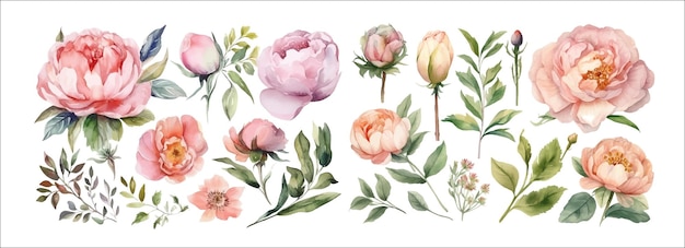 Élégante collection d'aquarelles, de fleurs et de feuilles peintes à la main, parfaites pour les invitations, les cartes de vœux et la décoration murale.