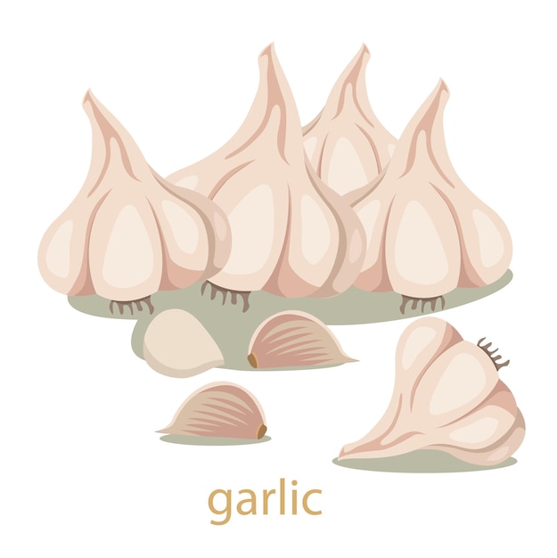 Vecteur légume ail isolé sur blanc