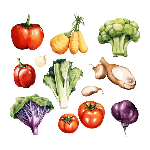 Vecteur légumes aquarelle comme fond blanc clip art