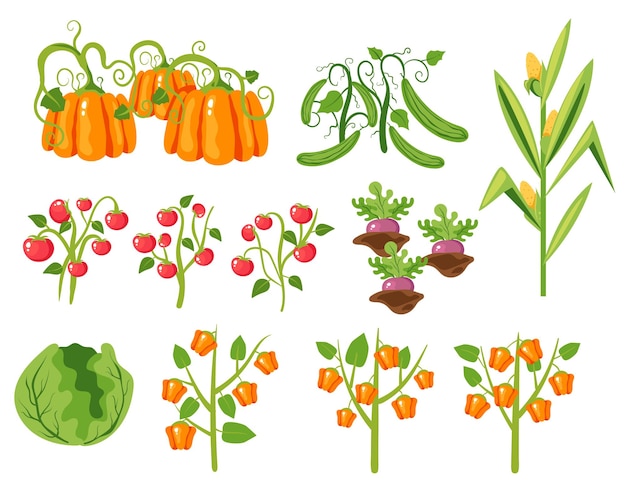 Légumes Sur Brench Nourriture Plante Biologique Jardin Doodle Style Concept Set