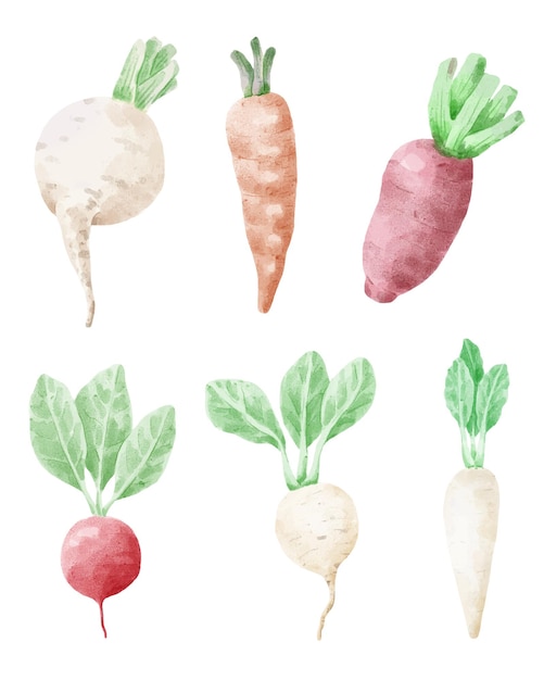 Légumes carottes et betteraves rouges à l'aquarelle.