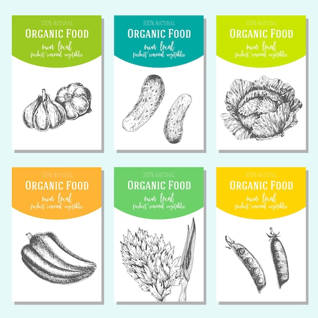 Légumes De Croquis Dessinés à La Main. Collection De Bannières Vectorielles. Ensemble De Bannière D'aliments Biologiques. Illustration Vectorielle