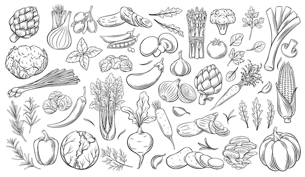 Les légumes décrivent le jeu d'icônes vectorielles. Artichaut monochrome, poireau, herbes culinaires, maïs, ail, concombre, poivre, oignon, céleri, asperge, chou et ets.