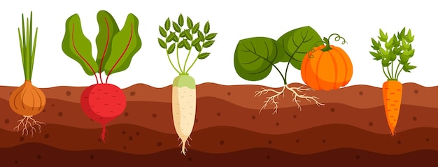 Vecteur les légumes poussent dans le sol vue en coupe transversale de la betterave oignon daikon et de la citrouille avec des légumes de carotte dans le sol
