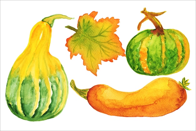 Légumes de récolte d'automne aquarelle, citrouille, melon, illustration aquarelle, ensemble d'aquarelle.