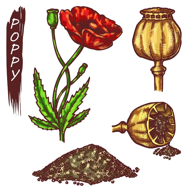 Éléments de fleur de pavot rouge et de graines de pavot, croquis. Icônes dessinées à la main de graines noires sèches et de gousses.