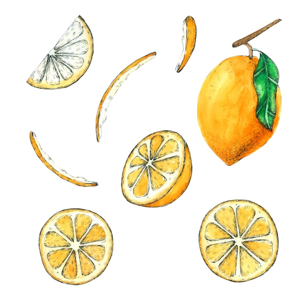 Lemon Hand Douleur dans la collection d&#39;aquarelles