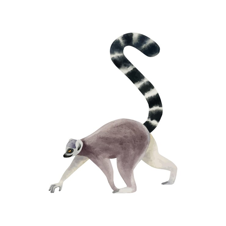 Vecteur lémur à queue d'anneau qui marche avec une longue queue illustration à l'aquarelle monkey drôle de madagascar