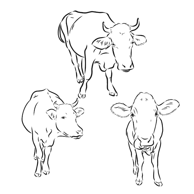 Élevage de vaches broutant le bétail élevage d'animaux croquis vectoriel de bétail sur fond gris