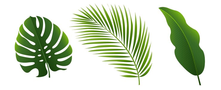 Vecteur leves tropicaux ensemble isolé sur fond blanc