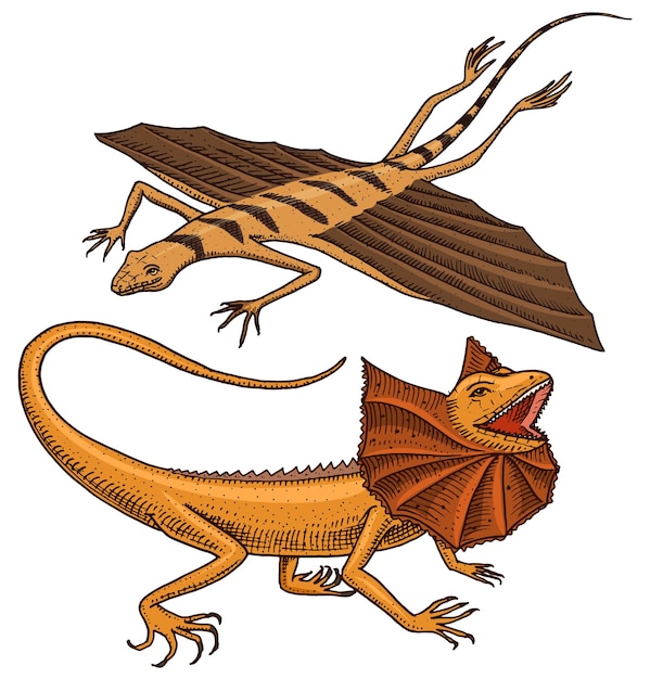 Lézard volant volant dragon ou agama en Australie animaux sauvages dans la nature illustration vectorielle pour livre ou animalerie zoo gravé à la main