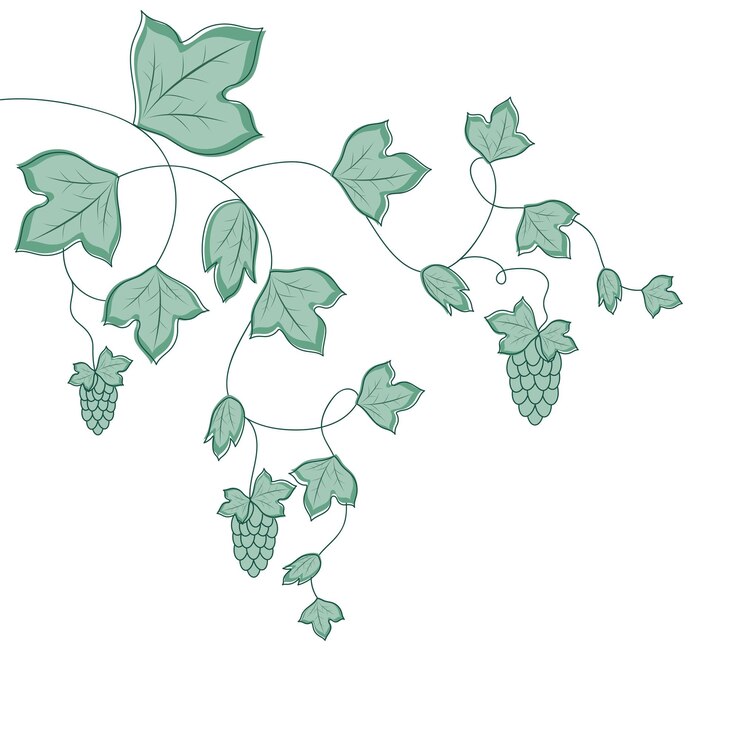 Vecteur liane frisée sur fond blanc illustration vectorielle de lierre ou de houblon