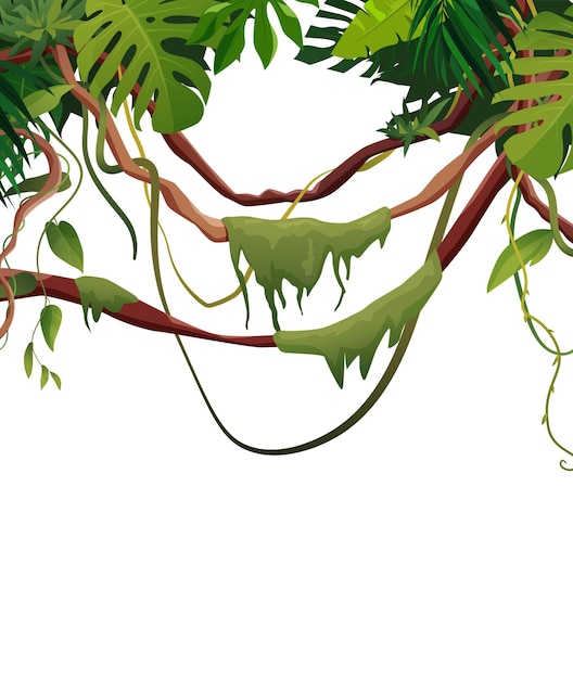 Vecteur liane et vignes enroulées de branches avec des feuilles tropiques. plantes grimpantes tropicales de la jungle