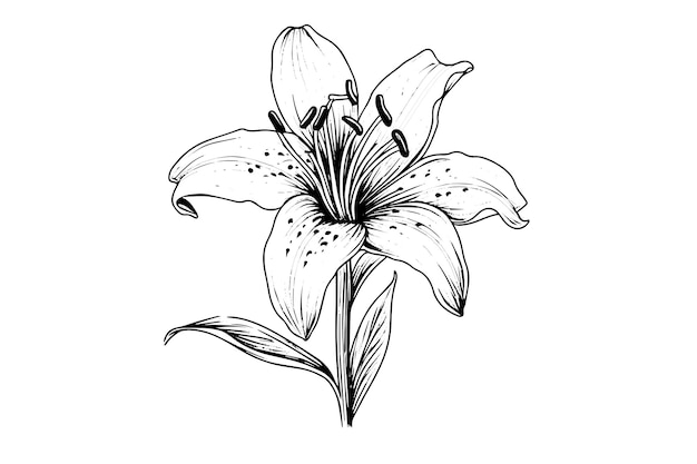 Lily De Bouquet Monochrome Noir Et Blanc Isolé Sur Fond Blanc Illustration Vectorielle Dessinée à La Main