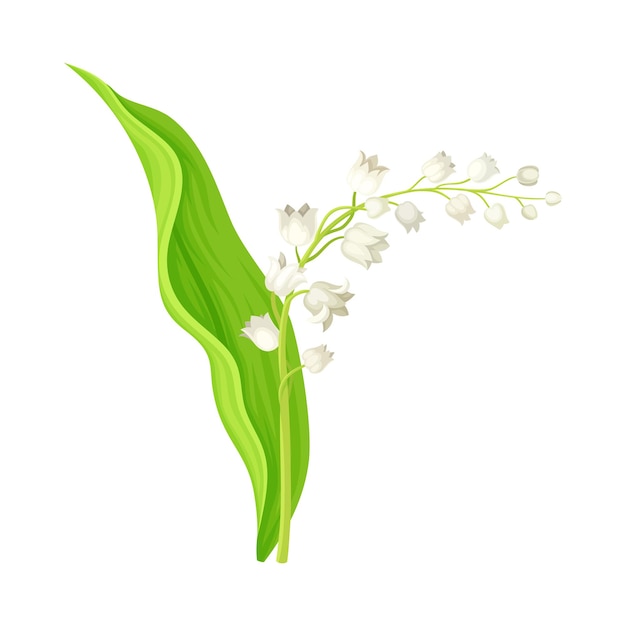 Vecteur lily of the valley avec des feuilles oblongues et des fleurs illustration vectorielle