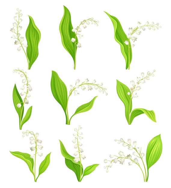 Vecteur lily of the valley avec feuilles oblongues et fleurs vector set