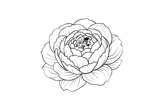 Line Art continue fleur de pioie en gros plan Marco bon pour la conception dans le croquis linéaire noir