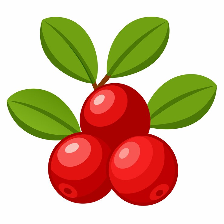 Vecteur lingonberry frais isolé sur un fond blanc