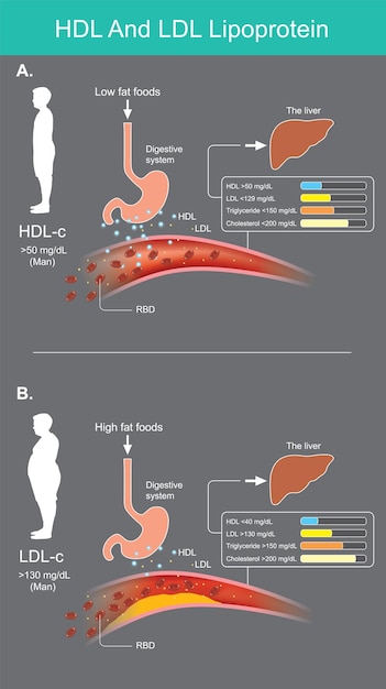 Vecteur lipoprotéines hdl et ldl évaluation des taux de lipides dans le sang