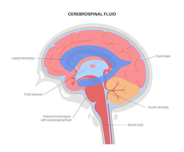 Le Liquide Céphalo-rachidien Dans Le Cerveau. Anatomie Du Système Ventriculaire. Illustration Vectorielle De Ventricules Cérébraux