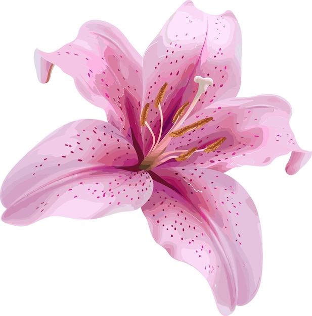 un lis rose avec des taches roses dessus