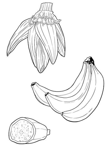 Vecteur livre de coloriage botanique banane pour l'éducation et la santé mentale