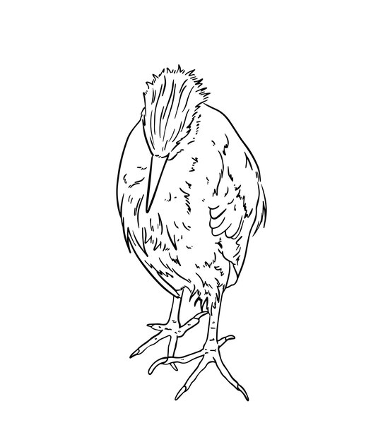 Livre De Coloriage De Dessin Animé De Ligne De Doodle Exotique D'oiseau De Héron égyptien