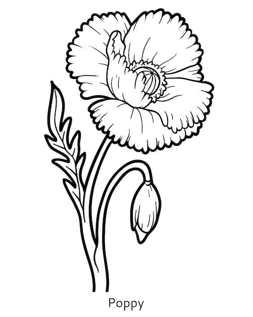 Livre De Coloriage Pour Les Enfants, Coquelicot Fleur