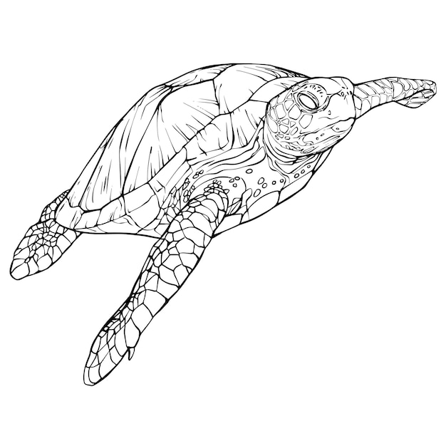 Vecteur livre de coloriage de tortue d'eau noir et blanc