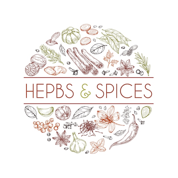 Vecteur logo d'herbes et d'épices