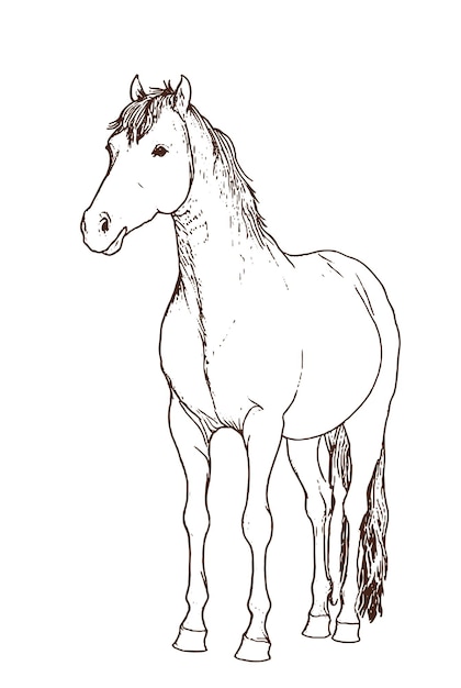 Le logo en noir et blanc du dessin à la main de Horse Line Drawing