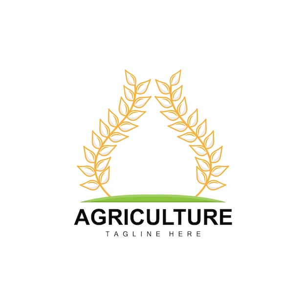 Logo Riz Agriculture Design Vecteur Blé Riz Icône Modèle Illustration