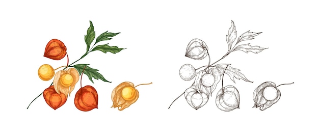 Vecteur lot d'élégants dessins colorés et monochromes de physalis, de groseille du cap ou de mûre d'or