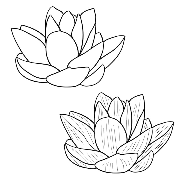 Lotus oriental une fleur Illustration vectorielle