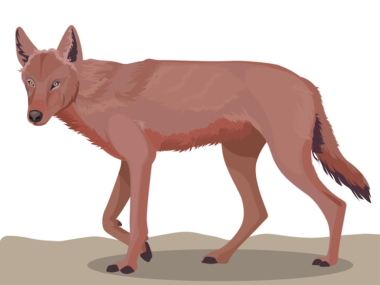 Vecteur loup indien, animaux, illustration vectorielle