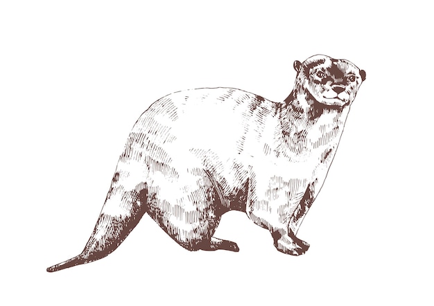 Loutre Eurasienne Dessinée à La Main Avec Des Lignes De Contour Sur Blanc