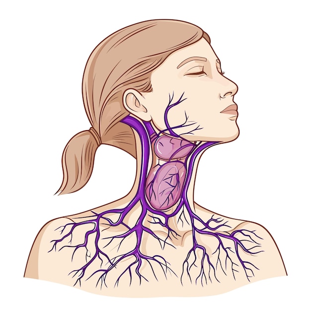 Vecteur lymph_nodes_of_female_armpit_vector