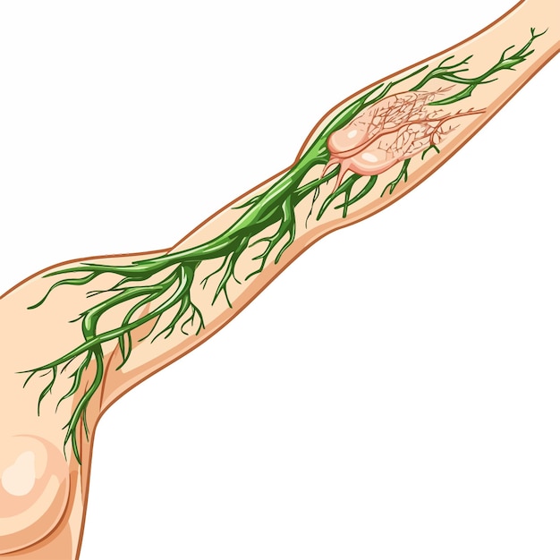 Vecteur lymph_nodes_of_female_armpit_vector