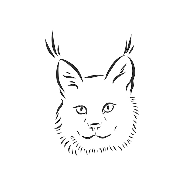 Lynx Dessiné à La Main Avec Illustration Vectorielle Isolé Sur Fond Blanc