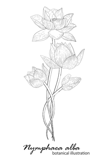 Lys blanc, arrangement floral. illustration botanique