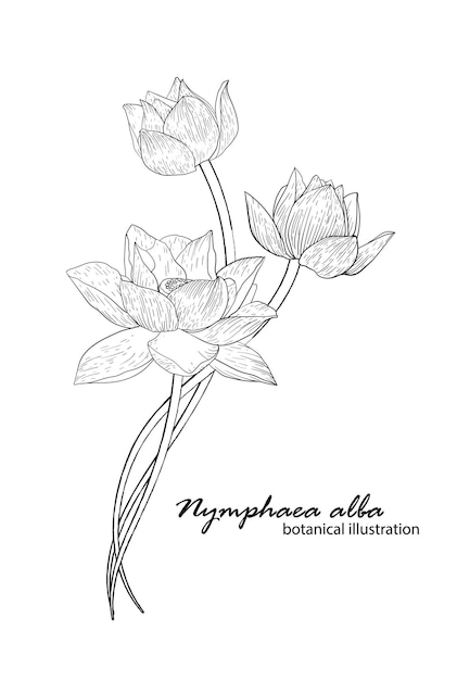 Lys blanc, arrangement floral. illustration botanique