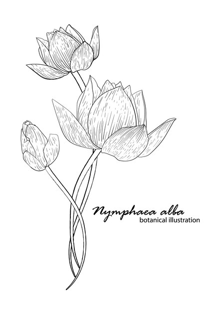 Lys blanc, arrangement floral. illustration botanique