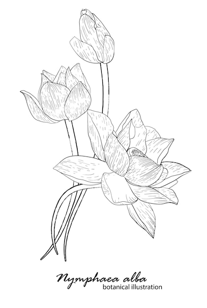 Lys Blanc, Arrangement Floral. Illustration Botanique