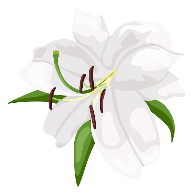 Lys blanc isolé sur fond blanc. Belle fleur de mariage, symbole de pâques et heureux dans un style plat. Illustration vectorielle