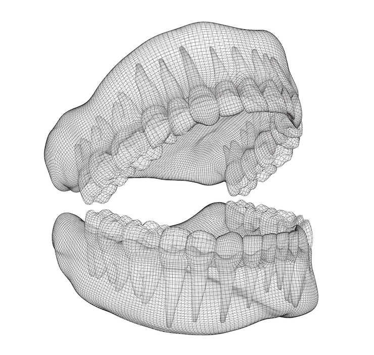 Vecteur mâchoire humaine 3d disposition vectorielle médecine et santé