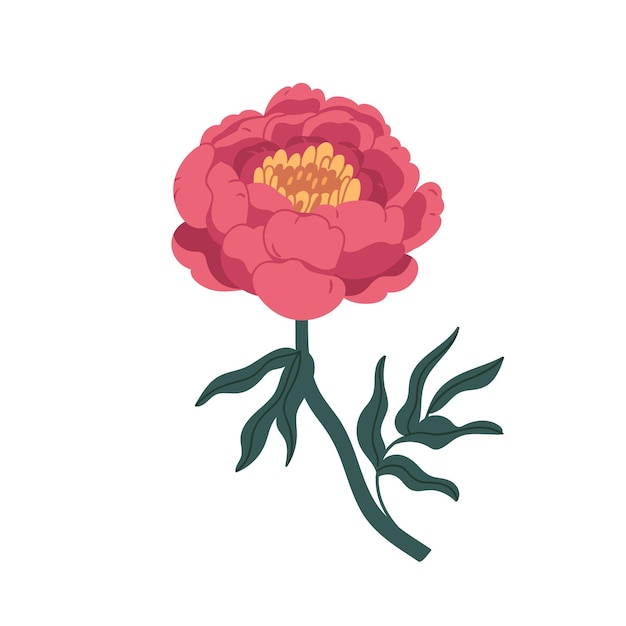 Vecteur magnifique pivoine japonaise rose isolée sur fond blanc. fleur épanouie avec centre, tige et feuilles jaunes. fleur de plante florale orientale. clip art élément de conception. illustration vectorielle plane.